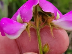 Tephrosia potosina