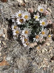 Townsendia scapigera