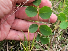 Tephrosia potosina