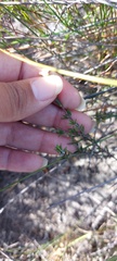 Lachnaea filicaulis