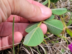 Tephrosia potosina