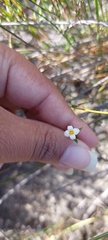 Lachnaea filicaulis