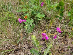 Tephrosia potosina