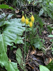 Urceolina microcrater