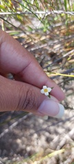 Lachnaea filicaulis