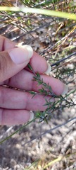 Lachnaea filicaulis