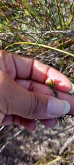 Lachnaea filicaulis