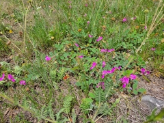 Tephrosia potosina