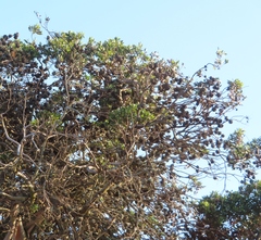 Eucalyptus conferruminata
