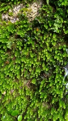 Herpetineuron toccoae