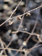 Hackelia deflexa americana