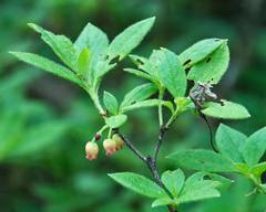 Rhododendron pilosum