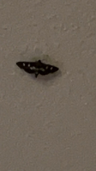 Desmia subdivisalis