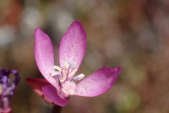 Clarkia modesta