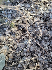 Hackelia deflexa americana