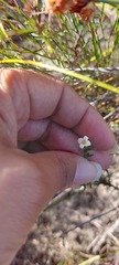 Lachnaea filicaulis