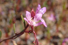 Clarkia modesta