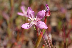 Clarkia modesta