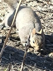 Sciurus carolinensis