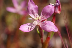 Clarkia modesta