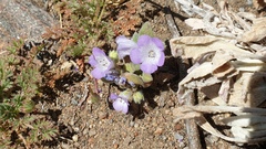 Phacelia curvipes