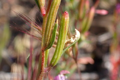 Clarkia modesta