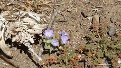 Phacelia curvipes
