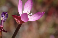Clarkia modesta