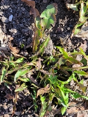 Taraxacum officinale