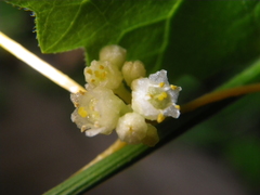 Cuscuta gerrardii