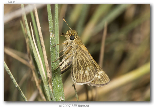 Wandering Skipper photo 4