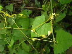 Cuscuta gerrardii