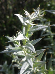 Berkheya mackenii