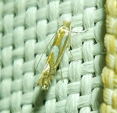 Phyllonorycter propinquinella