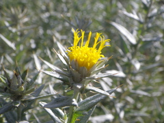 Berkheya mackenii