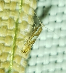Phyllonorycter propinquinella