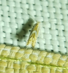 Phyllonorycter propinquinella