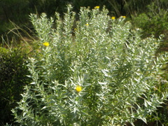 Berkheya mackenii