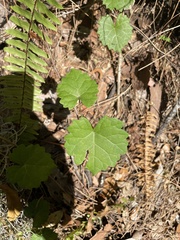 Vitis rotundifolia