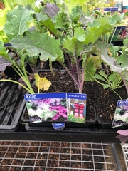 Brassica oleracea acephala