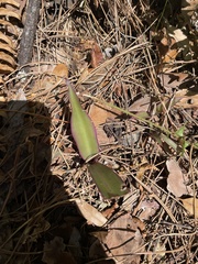 Tradescantia spathacea