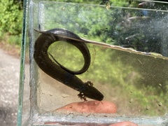 Siren lacertina