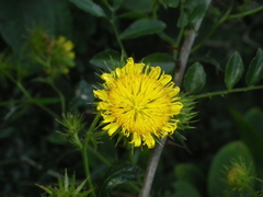 Berkheya debilis