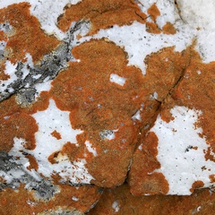 Caloplaca cinnabarina