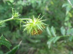 Berkheya debilis