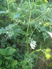 Berkheya debilis