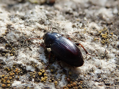 Harpalus pumilus