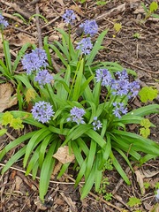 Hyacinthoides italica
