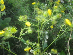 Berkheya debilis