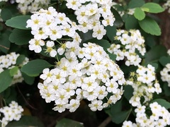 Spiraea cantoniensis